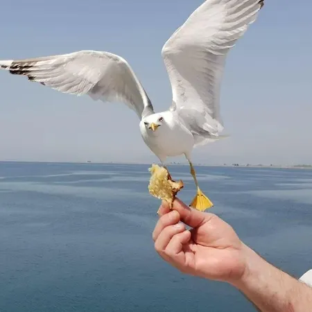 Apartament Royalty Queen *