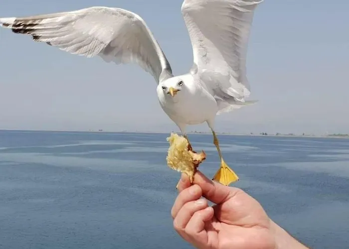 Apartament Royalty Queen *